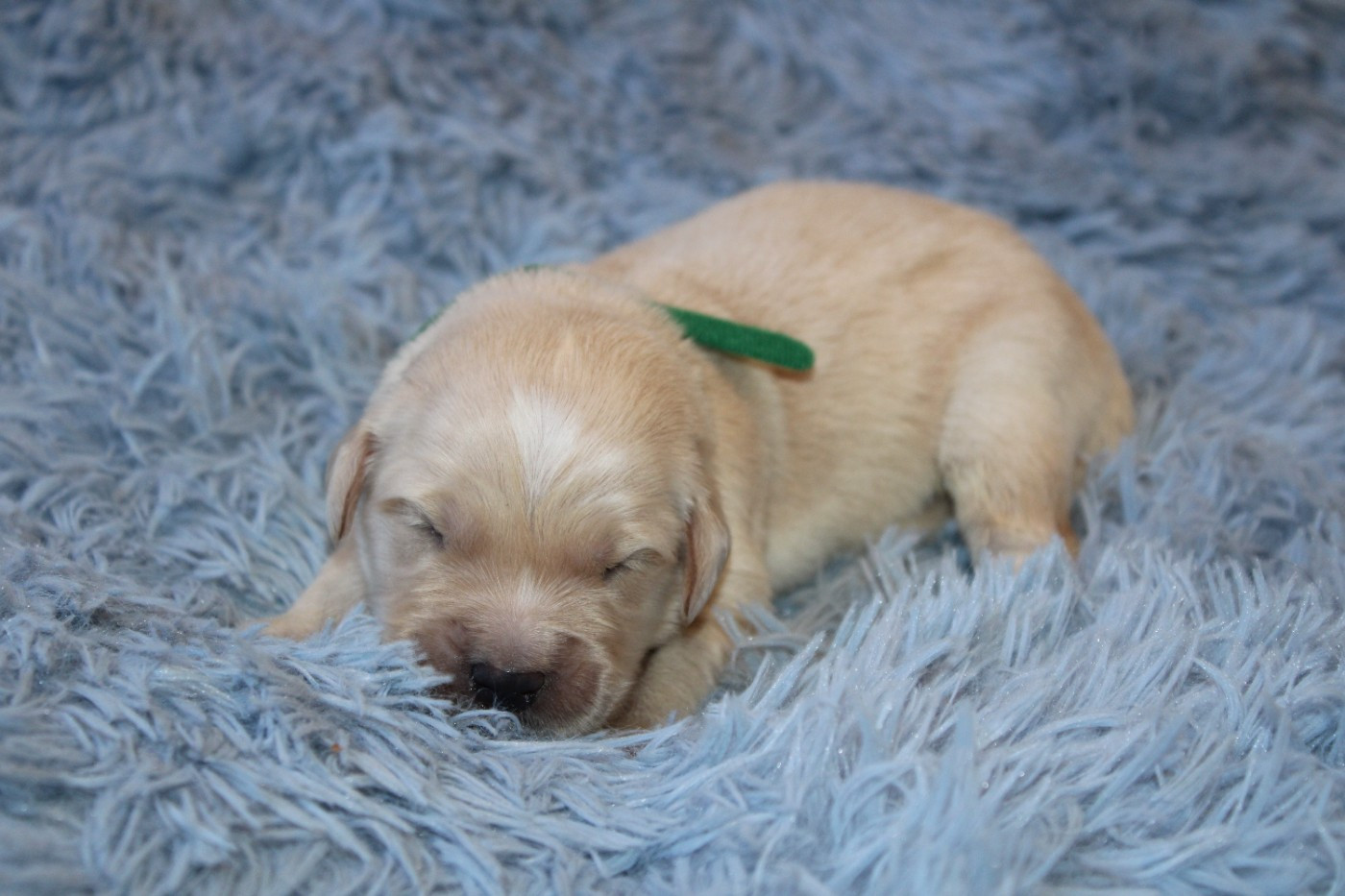 Des Narcisses Du Royaume D'egypte - Chiots disponibles - Golden Retriever
