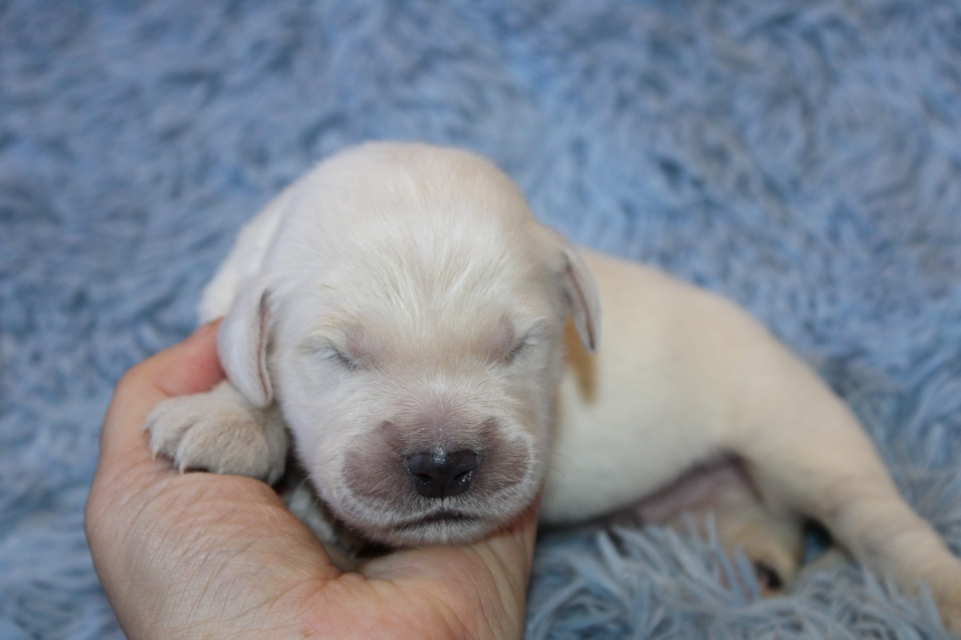 Des Narcisses Du Royaume D'egypte - Chiots disponibles - Golden Retriever