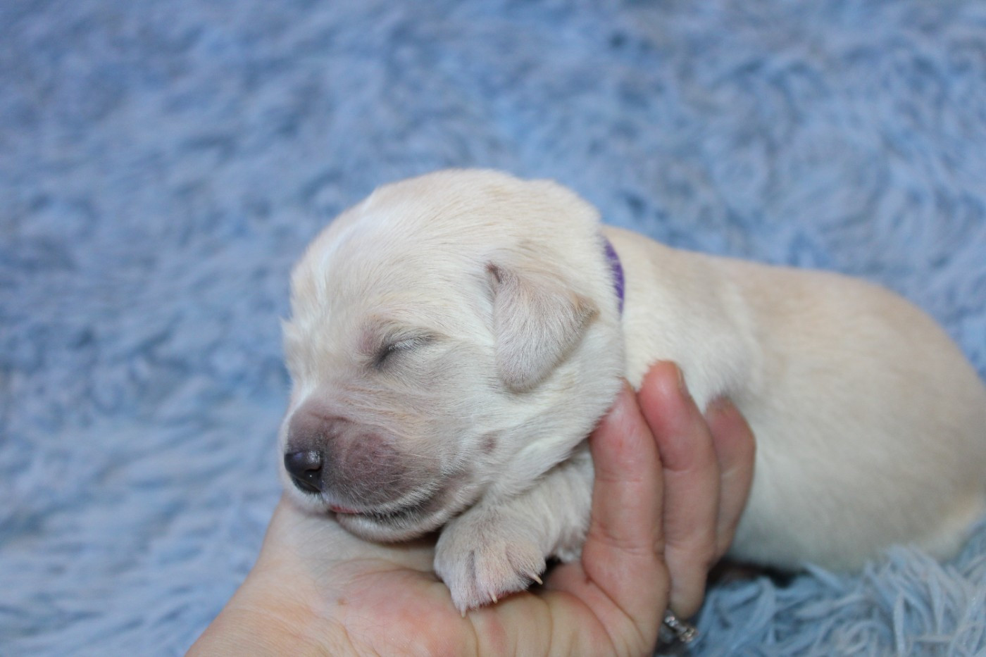 Des Narcisses Du Royaume D'egypte - Chiots disponibles - Golden Retriever