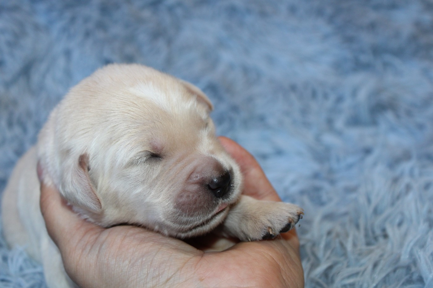 Des Narcisses Du Royaume D'egypte - Chiots disponibles - Golden Retriever
