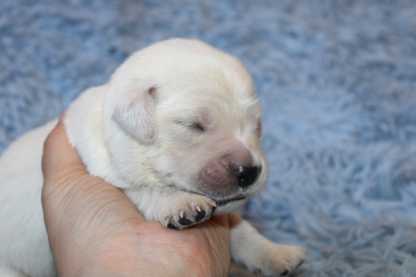 Des Narcisses Du Royaume D'egypte - Chiots disponibles - Golden Retriever