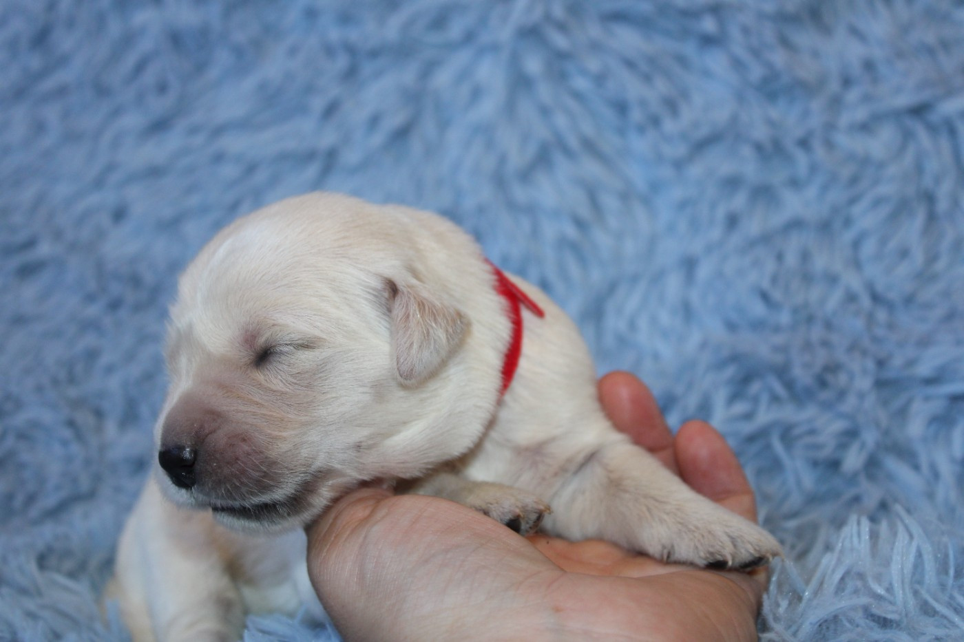 Des Narcisses Du Royaume D'egypte - Chiots disponibles - Golden Retriever
