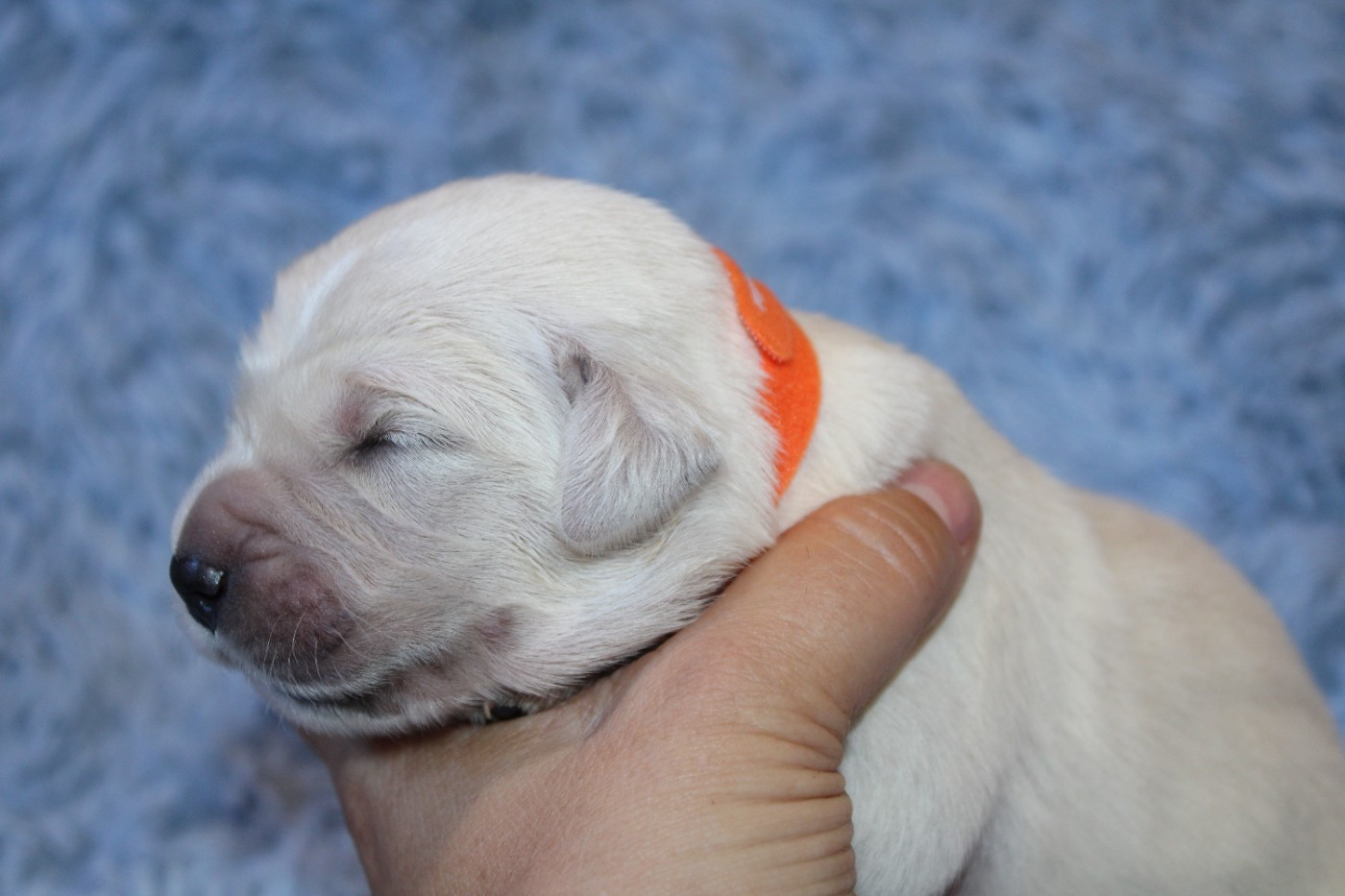 Des Narcisses Du Royaume D'egypte - Chiots disponibles - Golden Retriever