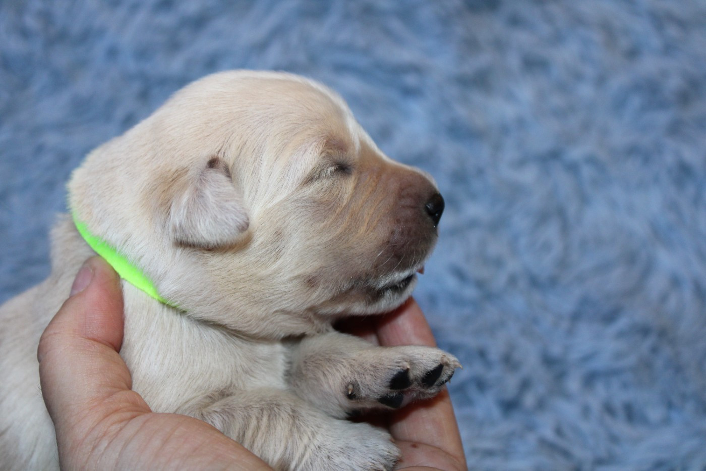 Des Narcisses Du Royaume D'egypte - Chiots disponibles - Golden Retriever