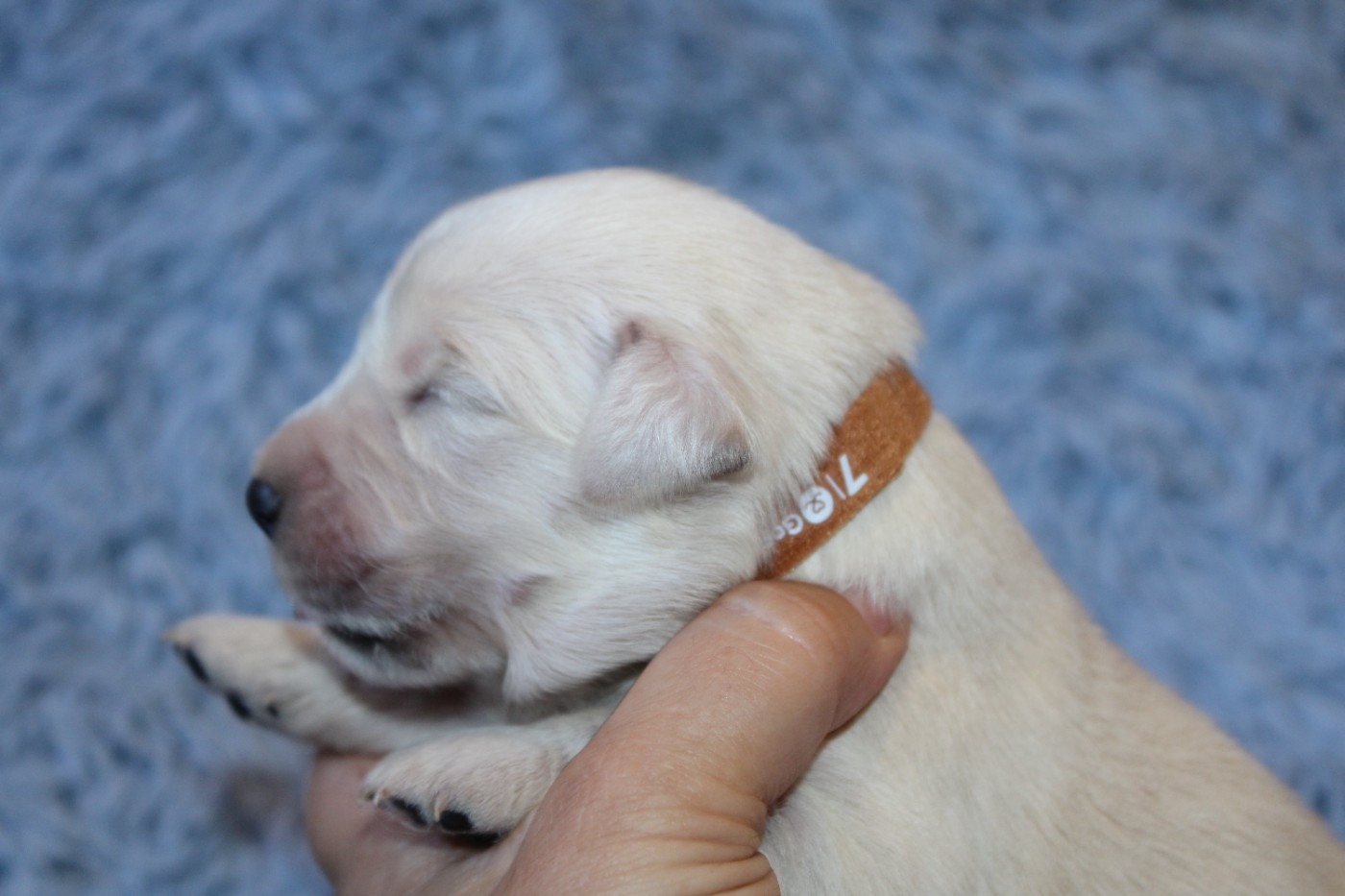 Des Narcisses Du Royaume D'egypte - Chiots disponibles - Golden Retriever