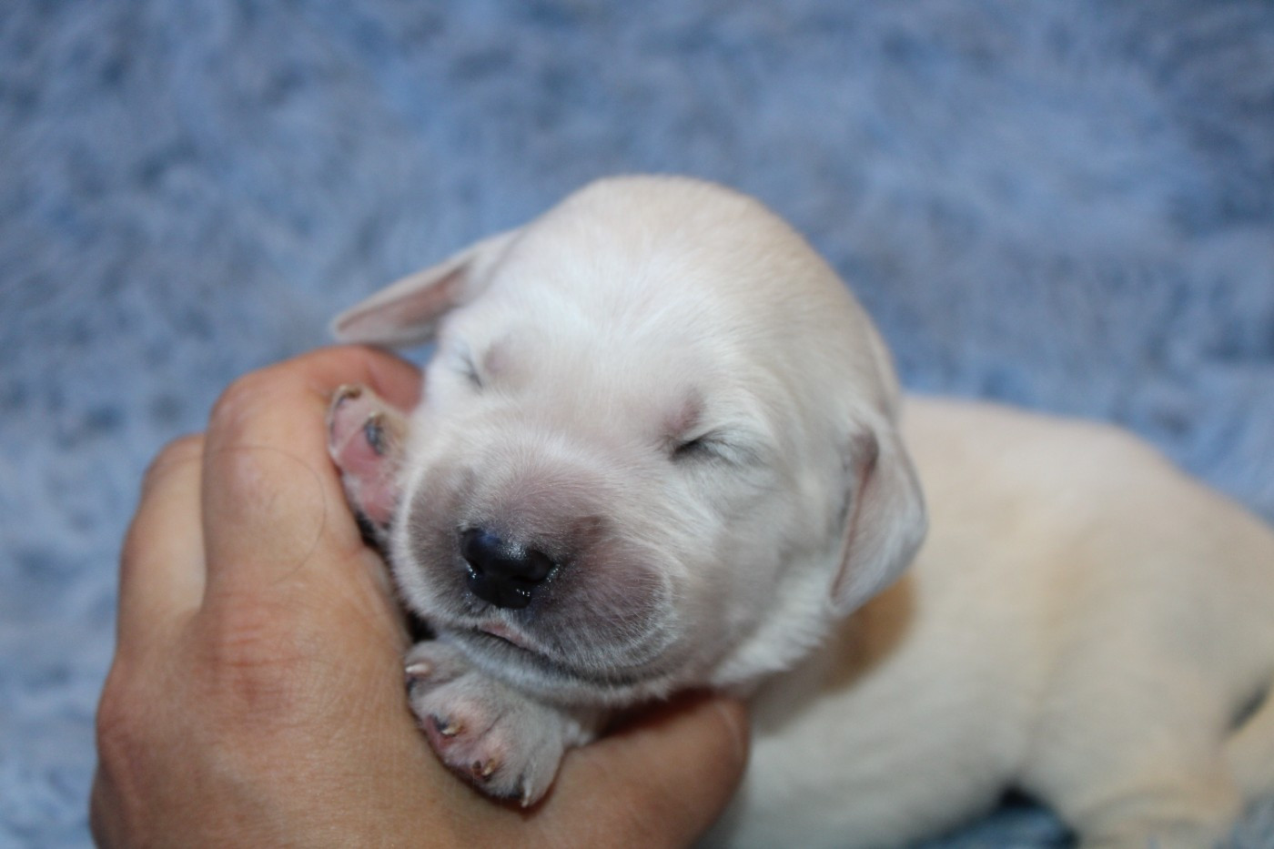 Des Narcisses Du Royaume D'egypte - Chiots disponibles - Golden Retriever
