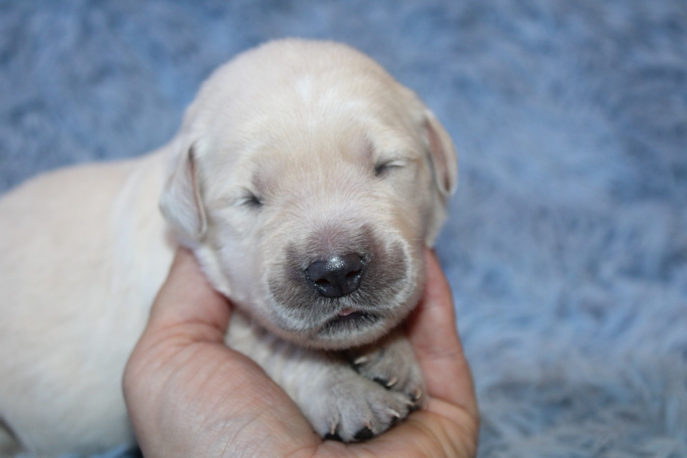 Des Narcisses Du Royaume D'egypte - Chiots disponibles - Golden Retriever