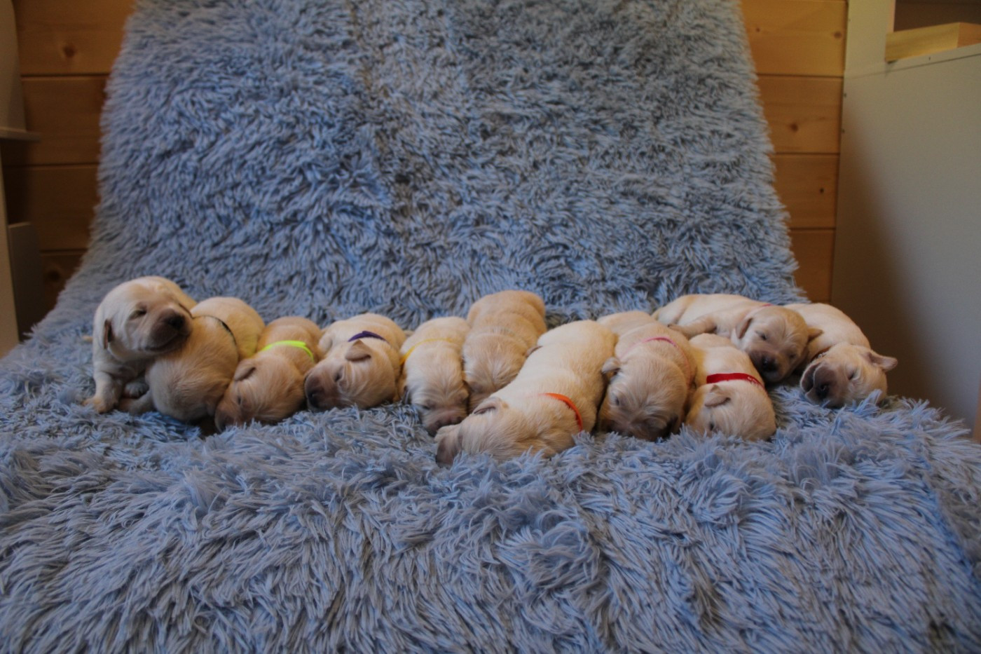 Chiot Golden Retriever Des Narcisses Du Royaume D'egypte