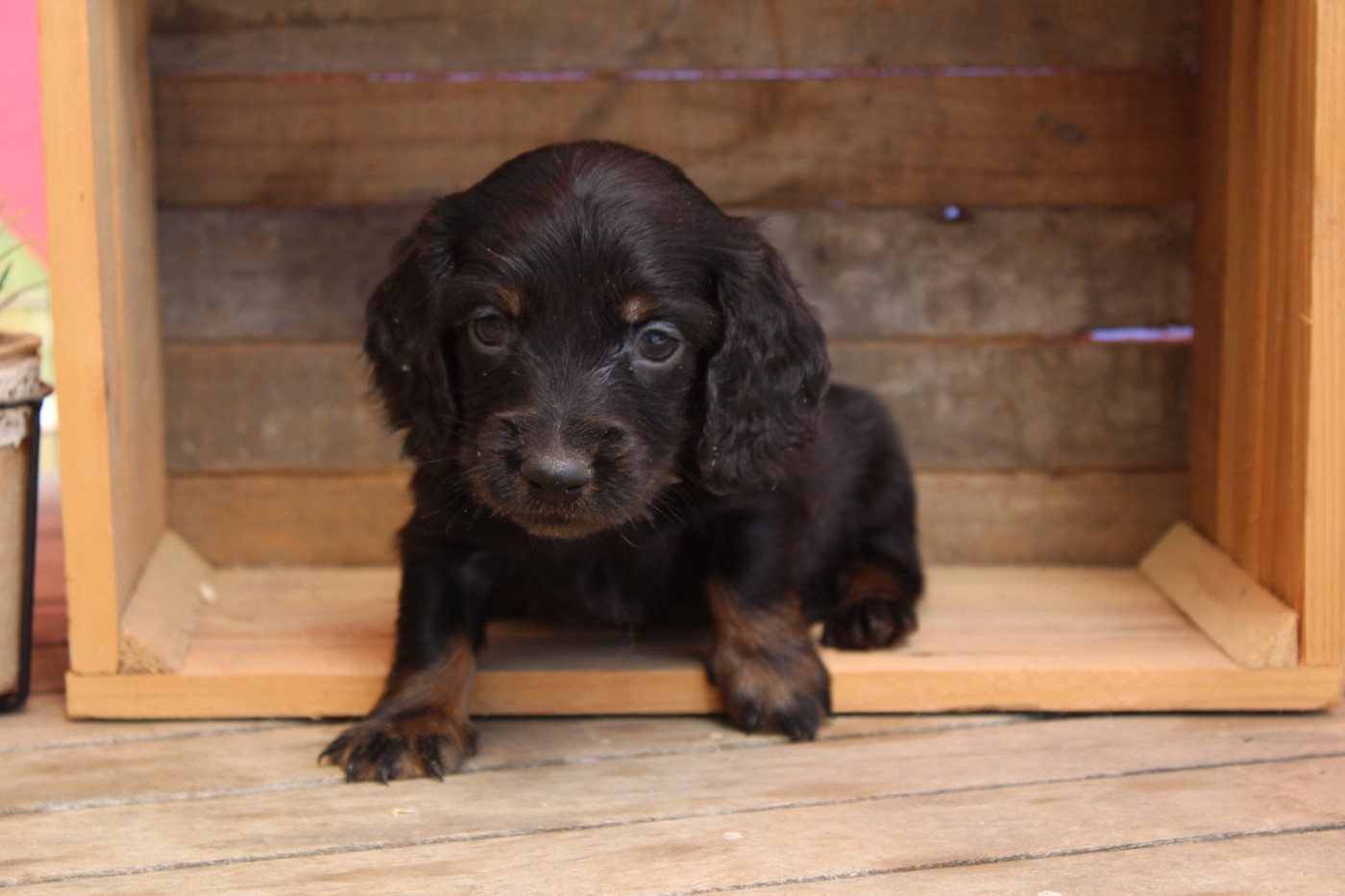 Des Narcisses Du Royaume D'egypte - Chiots disponibles - Teckel poil long