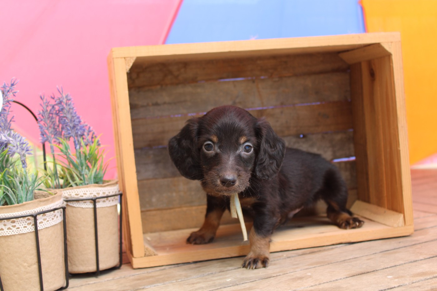 Des Narcisses Du Royaume D'egypte - Chiots disponibles - Teckel poil long