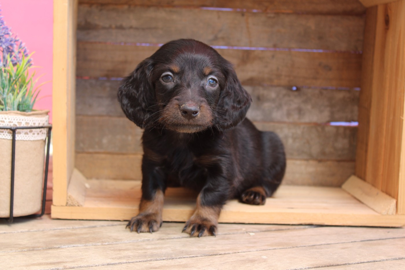 Des Narcisses Du Royaume D'egypte - Chiots disponibles - Teckel poil long