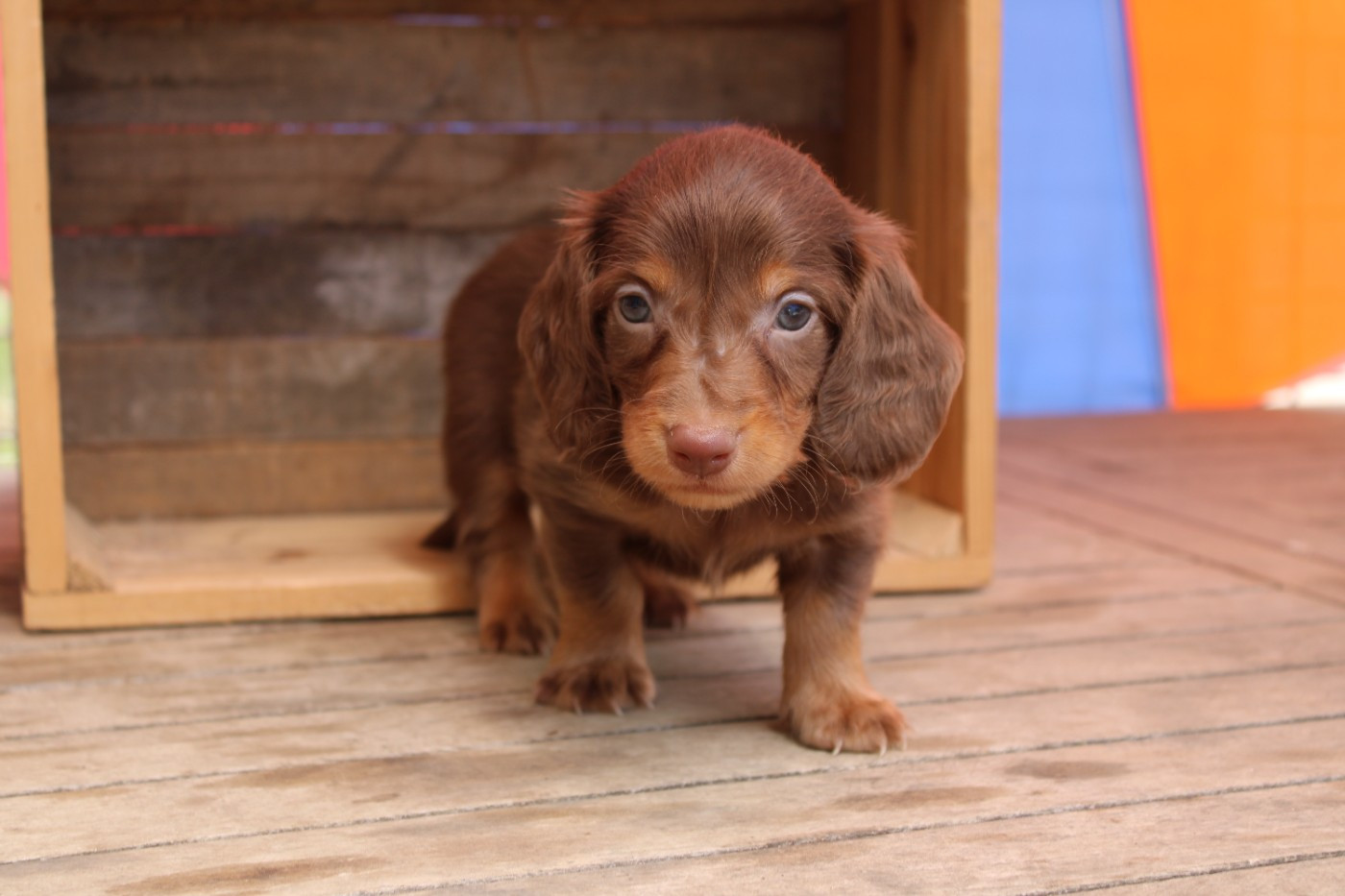 Des Narcisses Du Royaume D'egypte - Chiots disponibles - Teckel poil long