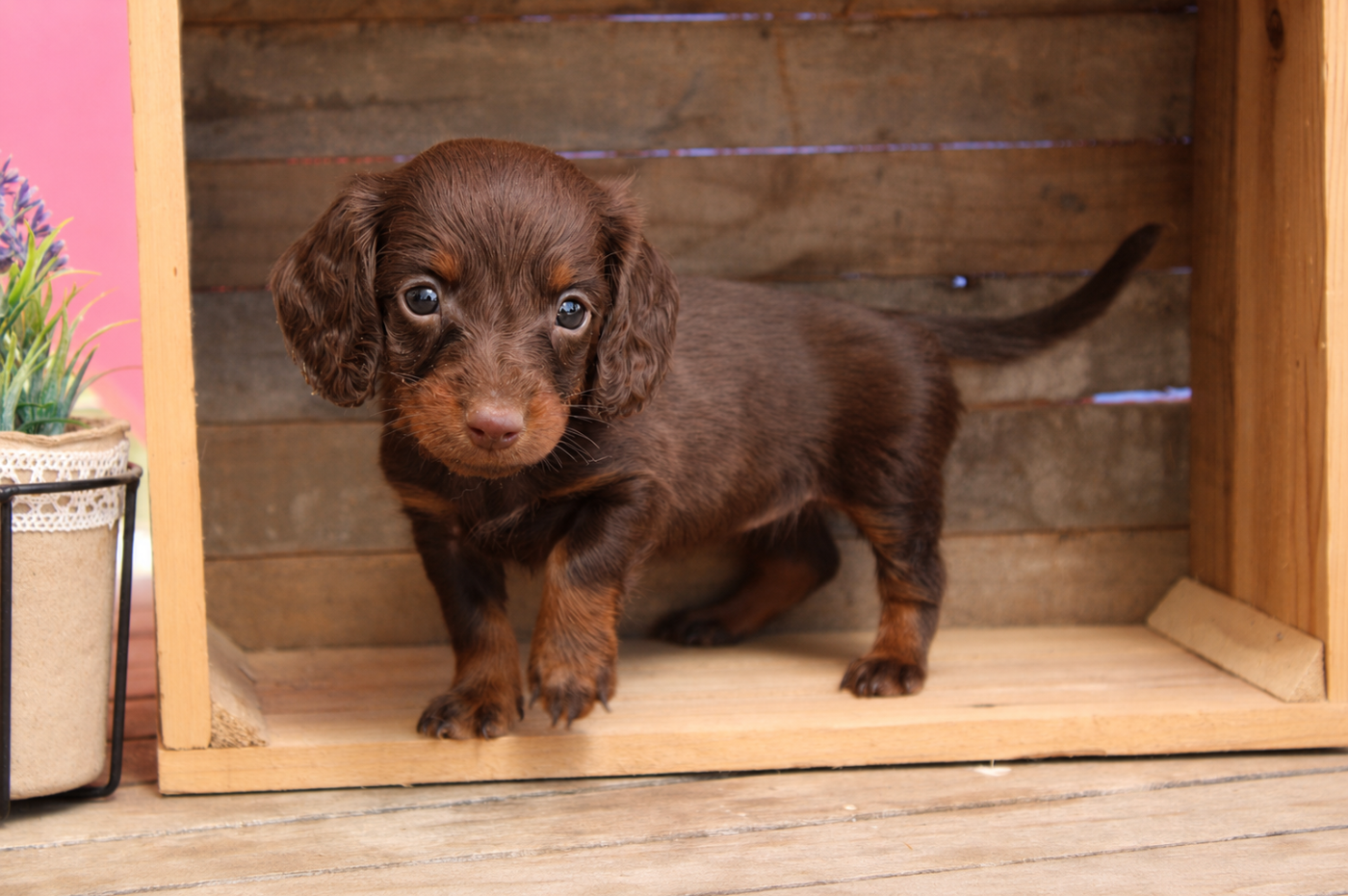Des Narcisses Du Royaume D'egypte - Chiots disponibles - Teckel poil long