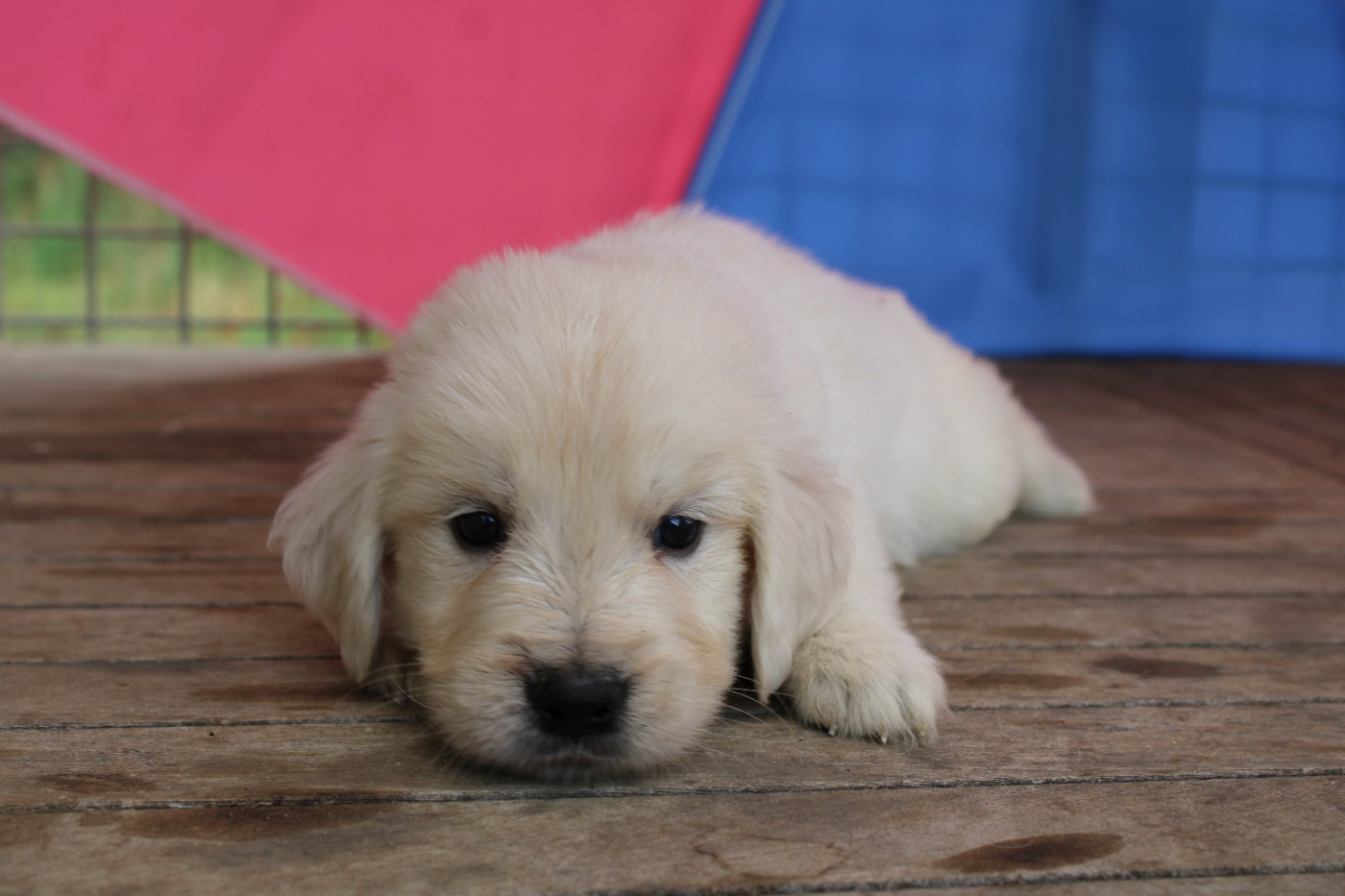 Des Narcisses Du Royaume D'egypte - Chiots disponibles - Golden Retriever