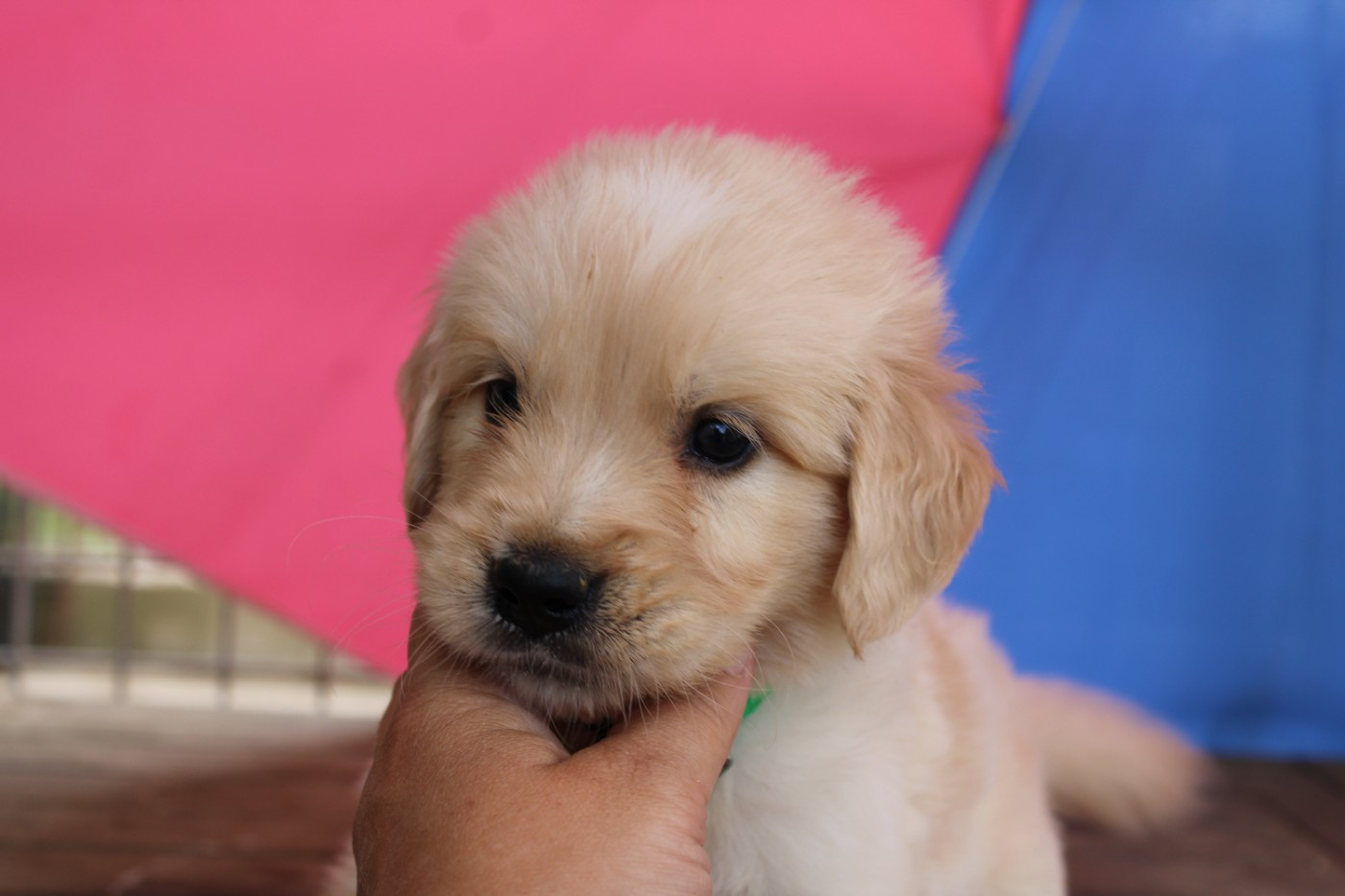 Des Narcisses Du Royaume D'egypte - Chiots disponibles - Golden Retriever