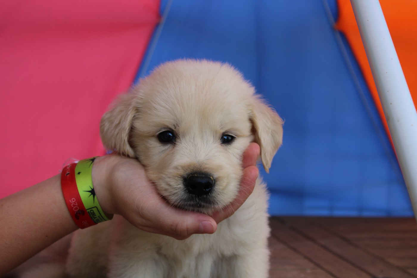 Des Narcisses Du Royaume D'egypte - Chiots disponibles - Golden Retriever