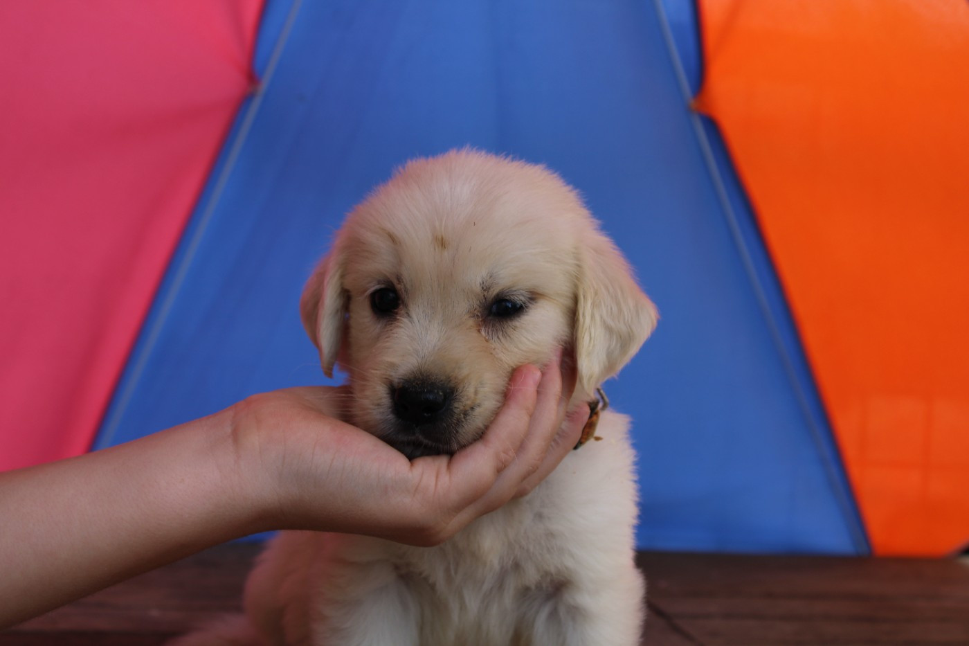 Des Narcisses Du Royaume D'egypte - Chiots disponibles - Golden Retriever