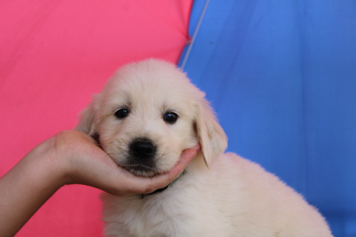 Des Narcisses Du Royaume D'egypte - Chiots disponibles - Golden Retriever