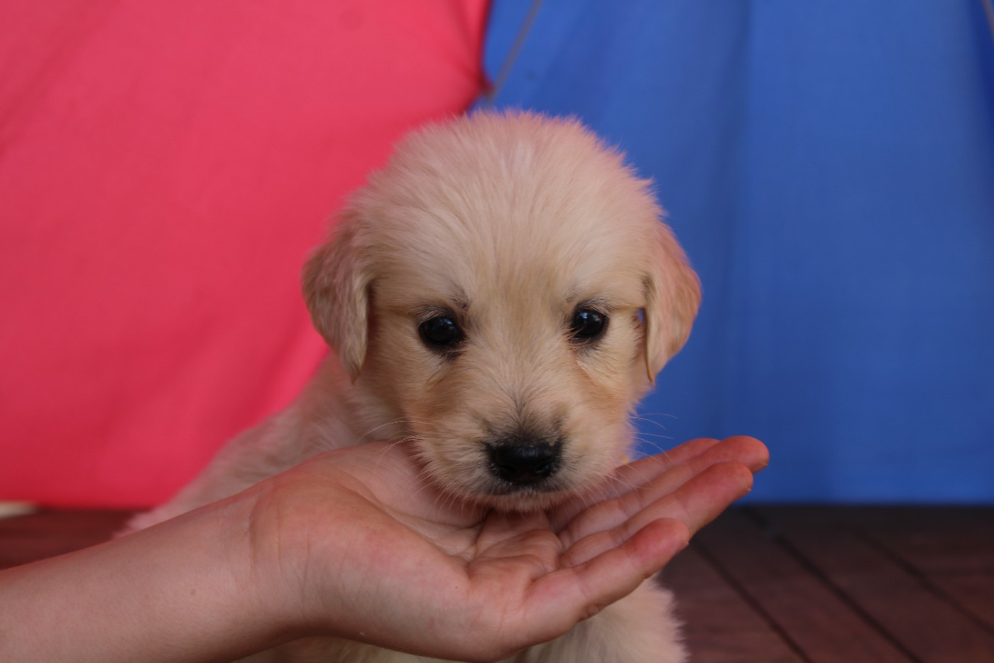 Des Narcisses Du Royaume D'egypte - Chiots disponibles - Golden Retriever
