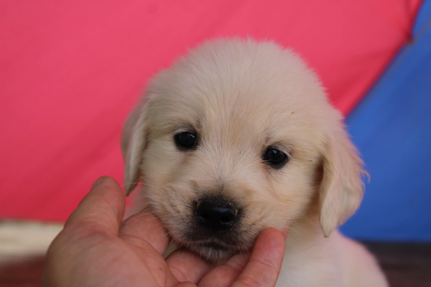 Des Narcisses Du Royaume D'egypte - Chiots disponibles - Golden Retriever