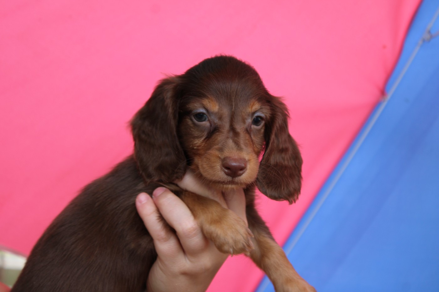 Des Narcisses Du Royaume D'egypte - Chiots disponibles - Teckel poil long