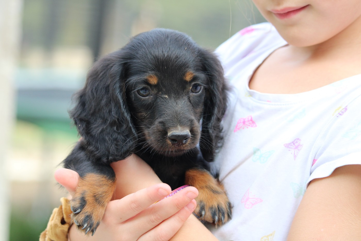 Des Narcisses Du Royaume D'egypte - Chiots disponibles - Teckel poil long