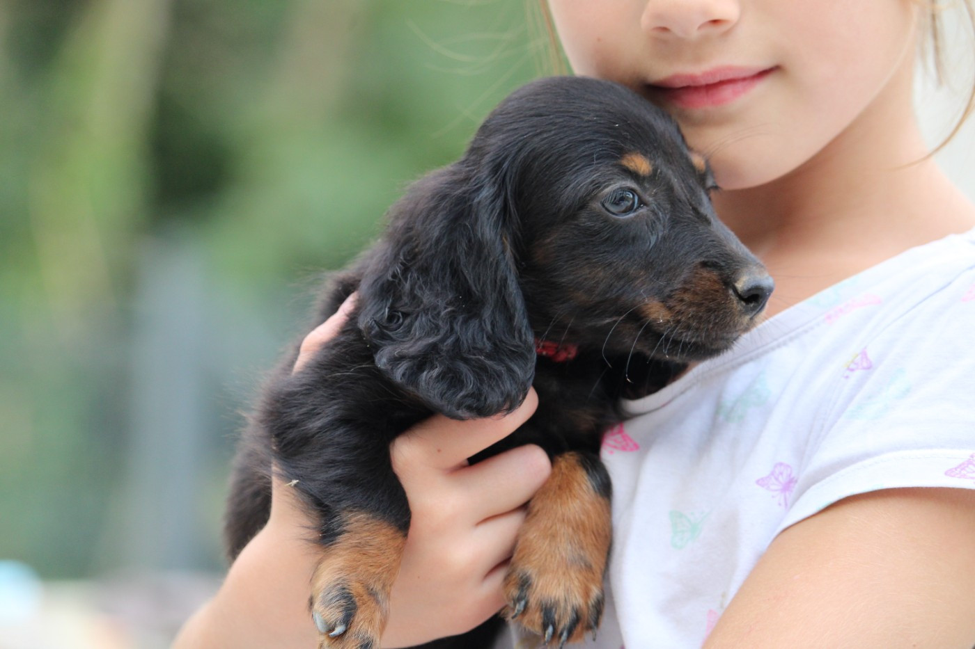 Des Narcisses Du Royaume D'egypte - Chiots disponibles - Teckel poil long
