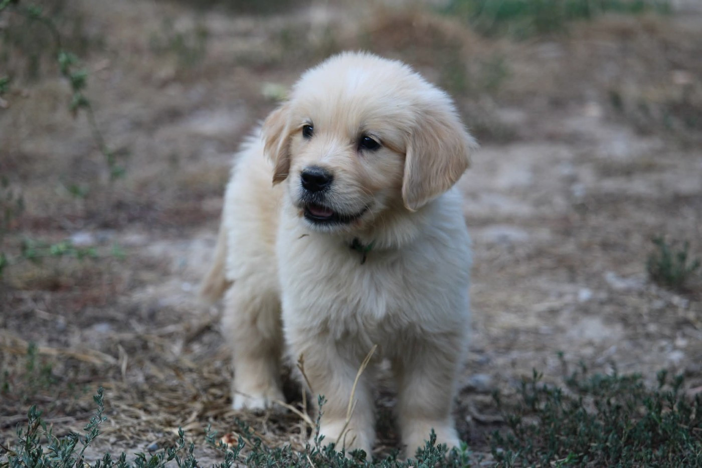 Des Narcisses Du Royaume D'egypte - Chiots disponibles - Golden Retriever