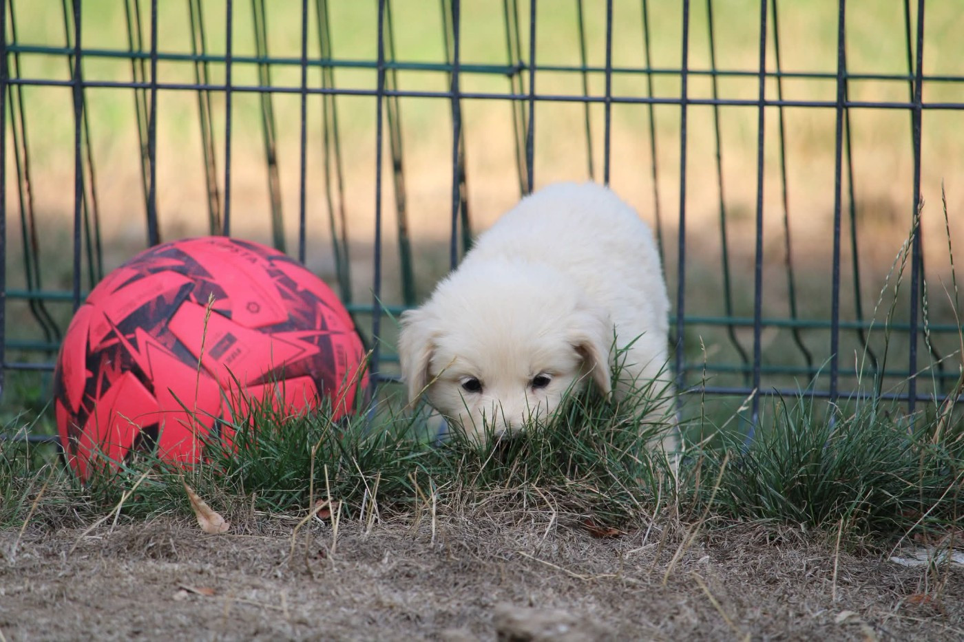 Des Narcisses Du Royaume D'egypte - Chiots disponibles - Golden Retriever
