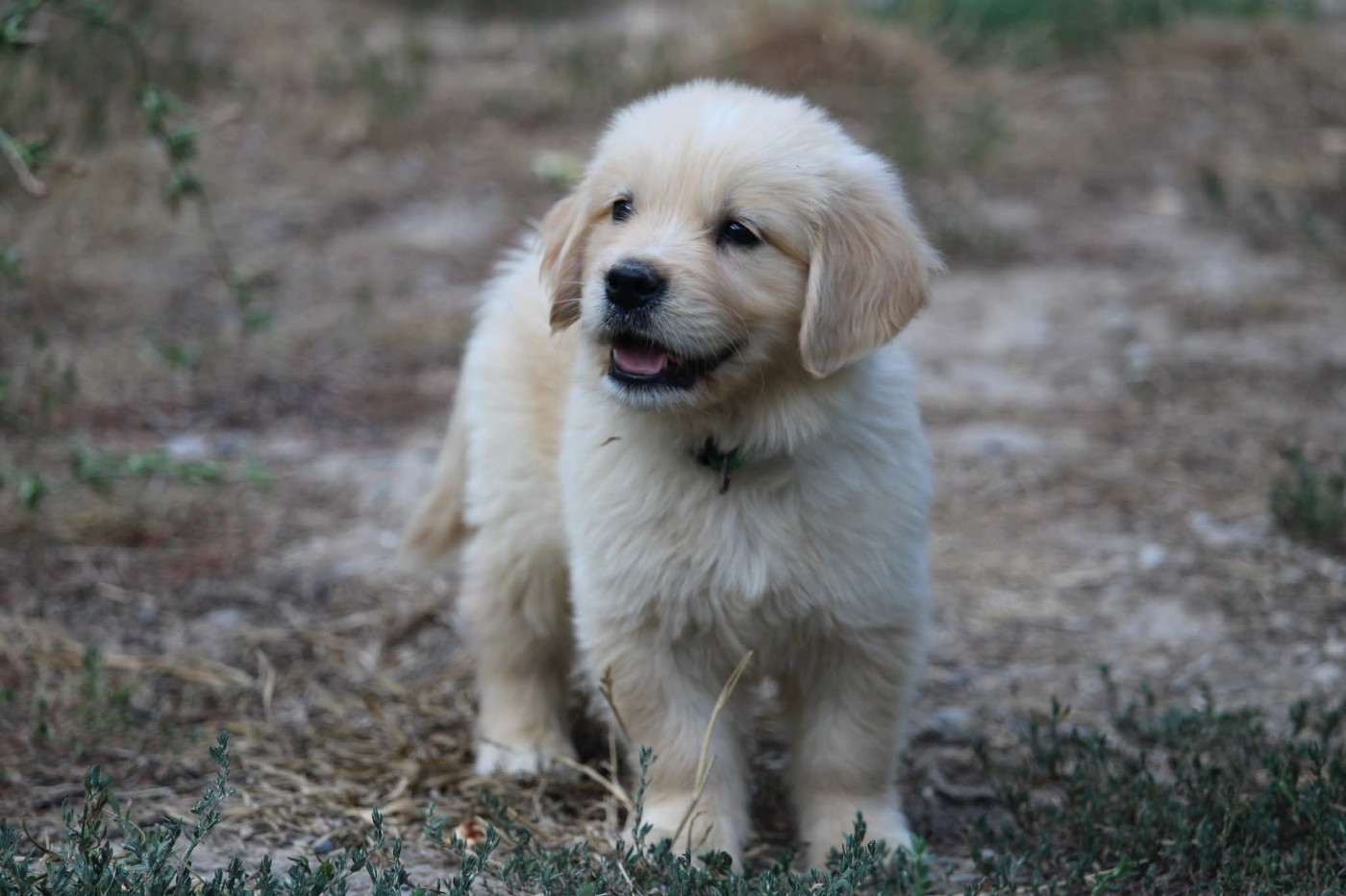 Chiot Golden Retriever Des Narcisses Du Royaume D'egypte
