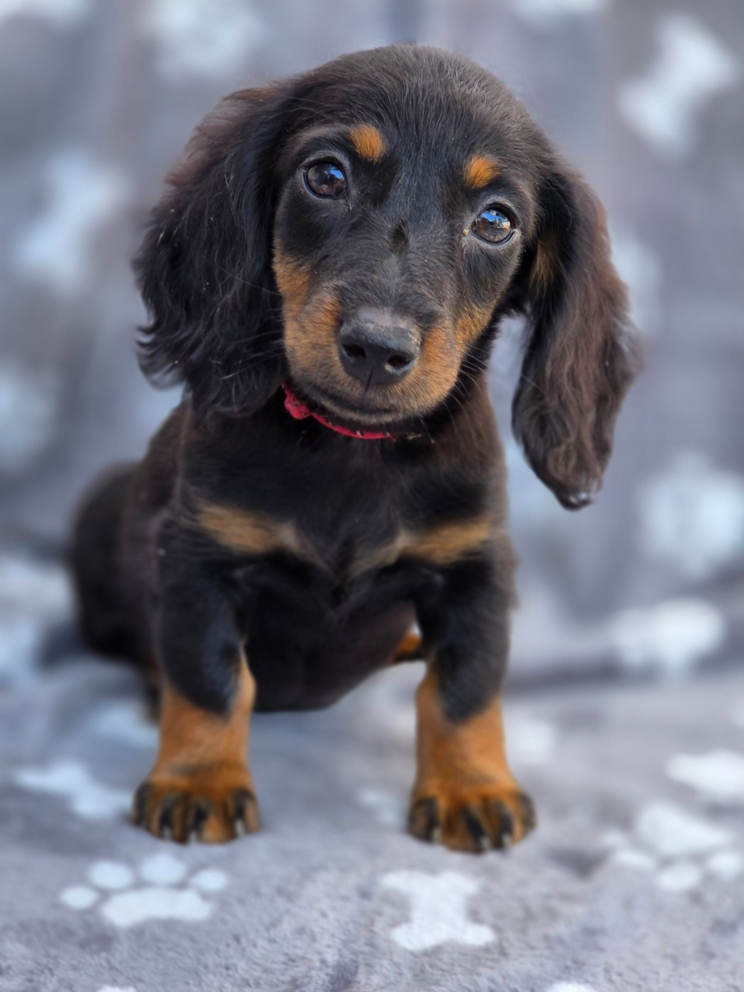 Des Narcisses Du Royaume D'egypte - Chiots disponibles - Teckel poil long