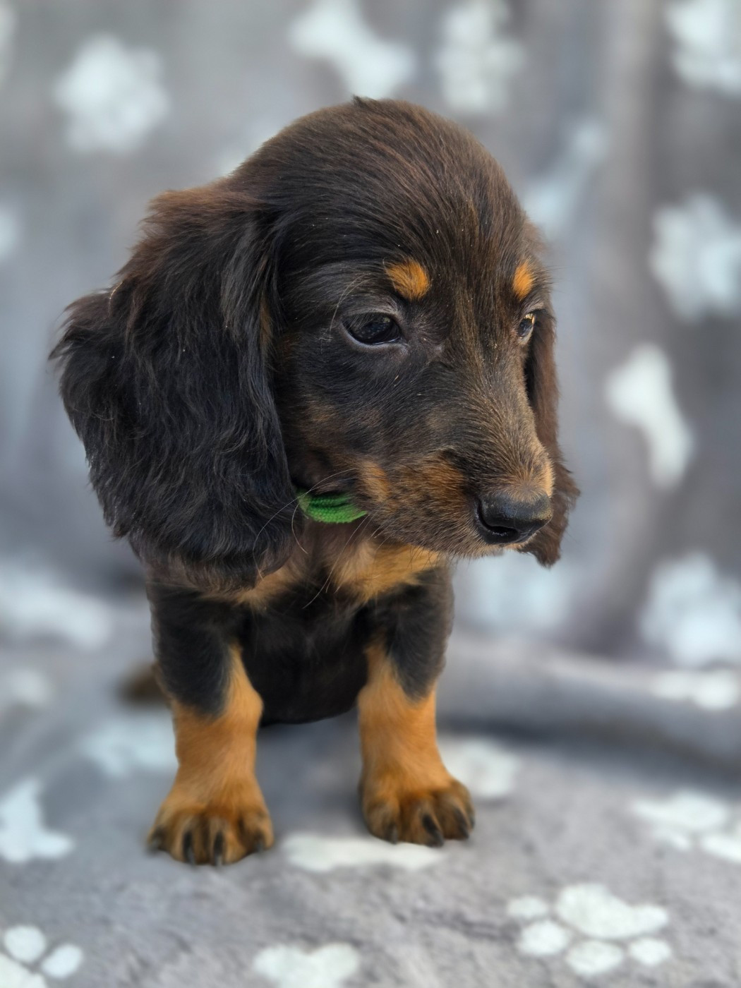 Des Narcisses Du Royaume D'egypte - Chiots disponibles - Teckel poil long