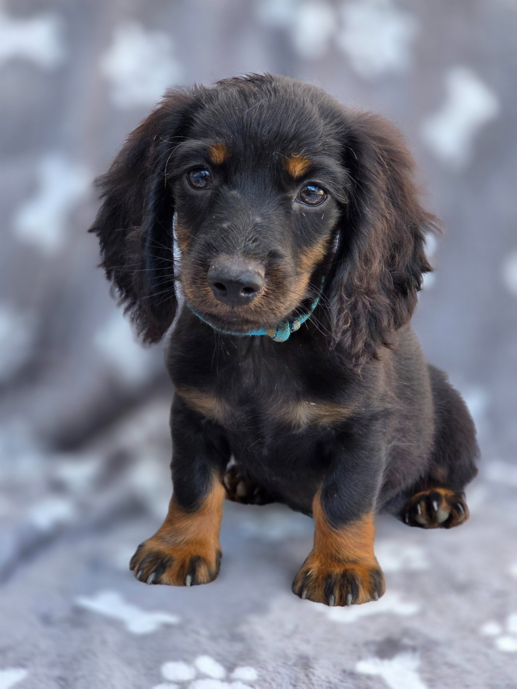 Des Narcisses Du Royaume D'egypte - Chiots disponibles - Teckel poil long