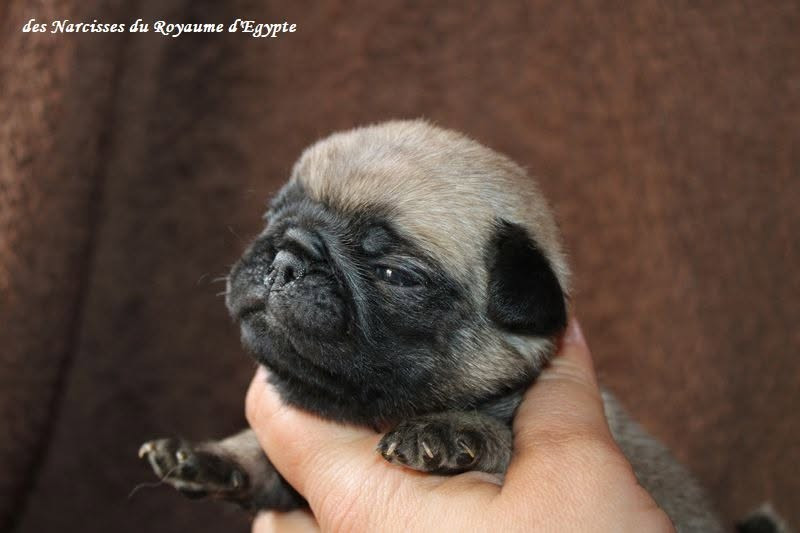 Des Narcisses Du Royaume D'egypte - Chiots disponibles - Carlin