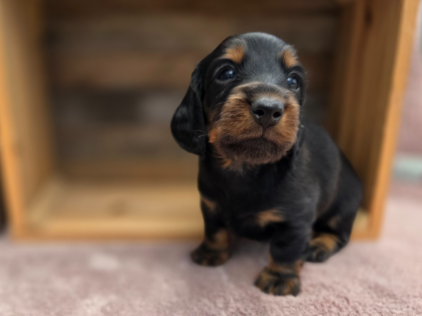 Des Narcisses Du Royaume D'egypte - Chiots disponibles - Teckel poil long