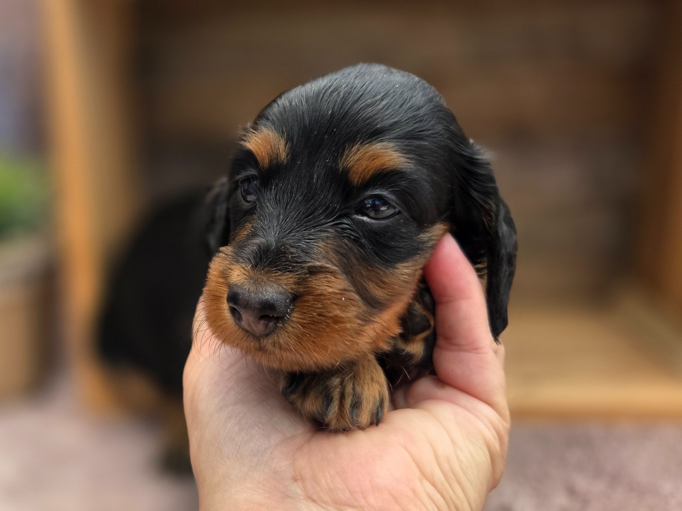 Des Narcisses Du Royaume D'egypte - Chiots disponibles - Teckel poil long