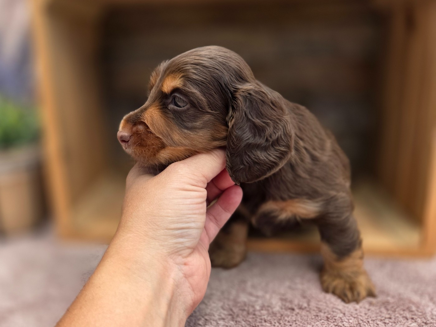 Des Narcisses Du Royaume D'egypte - Chiots disponibles - Teckel poil long