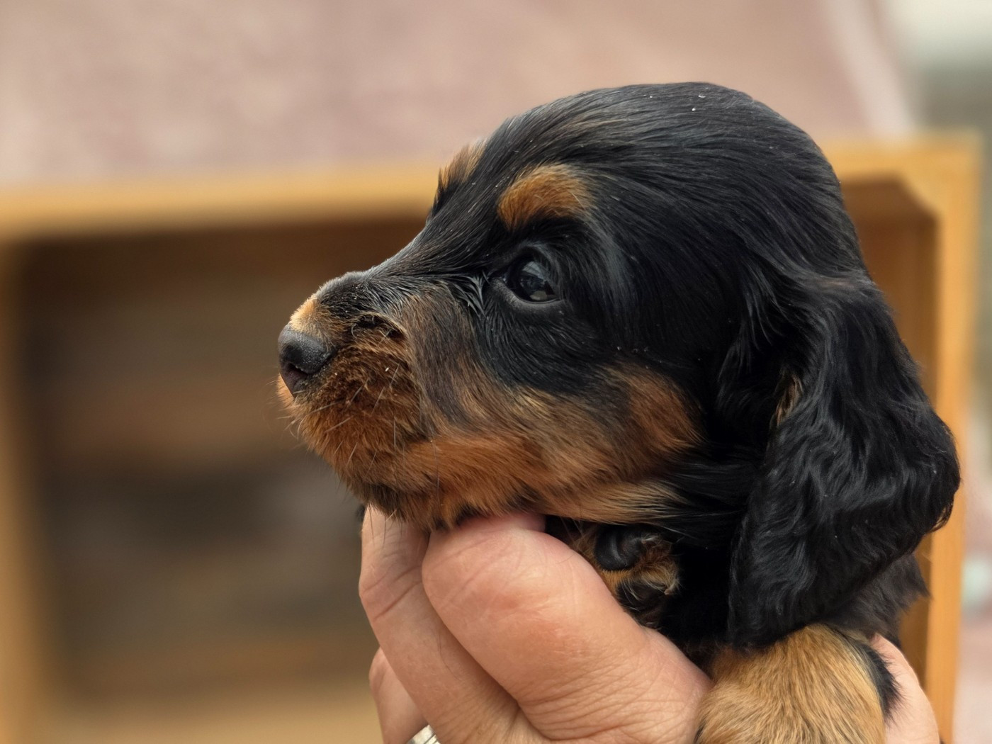 Chiot Teckel poil long Des Narcisses Du Royaume D'egypte