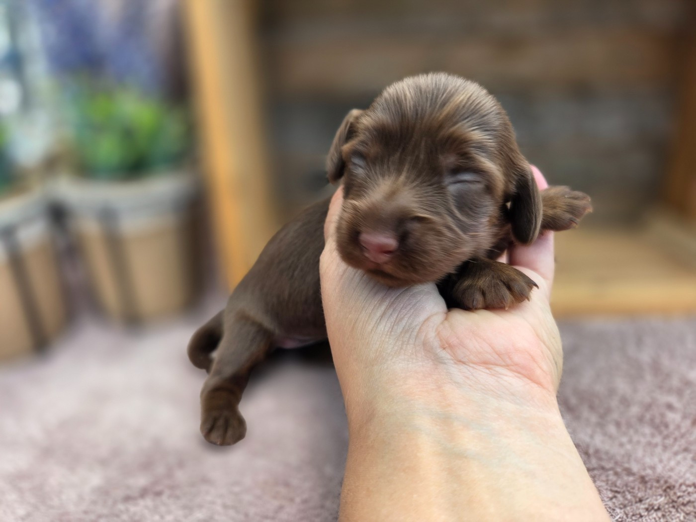 Des Narcisses Du Royaume D'egypte - Chiots disponibles - Teckel poil long