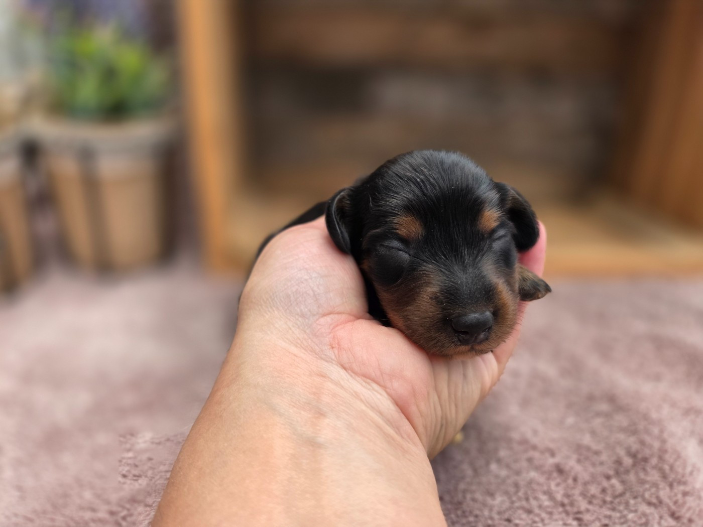 Des Narcisses Du Royaume D'egypte - Chiots disponibles - Teckel poil long