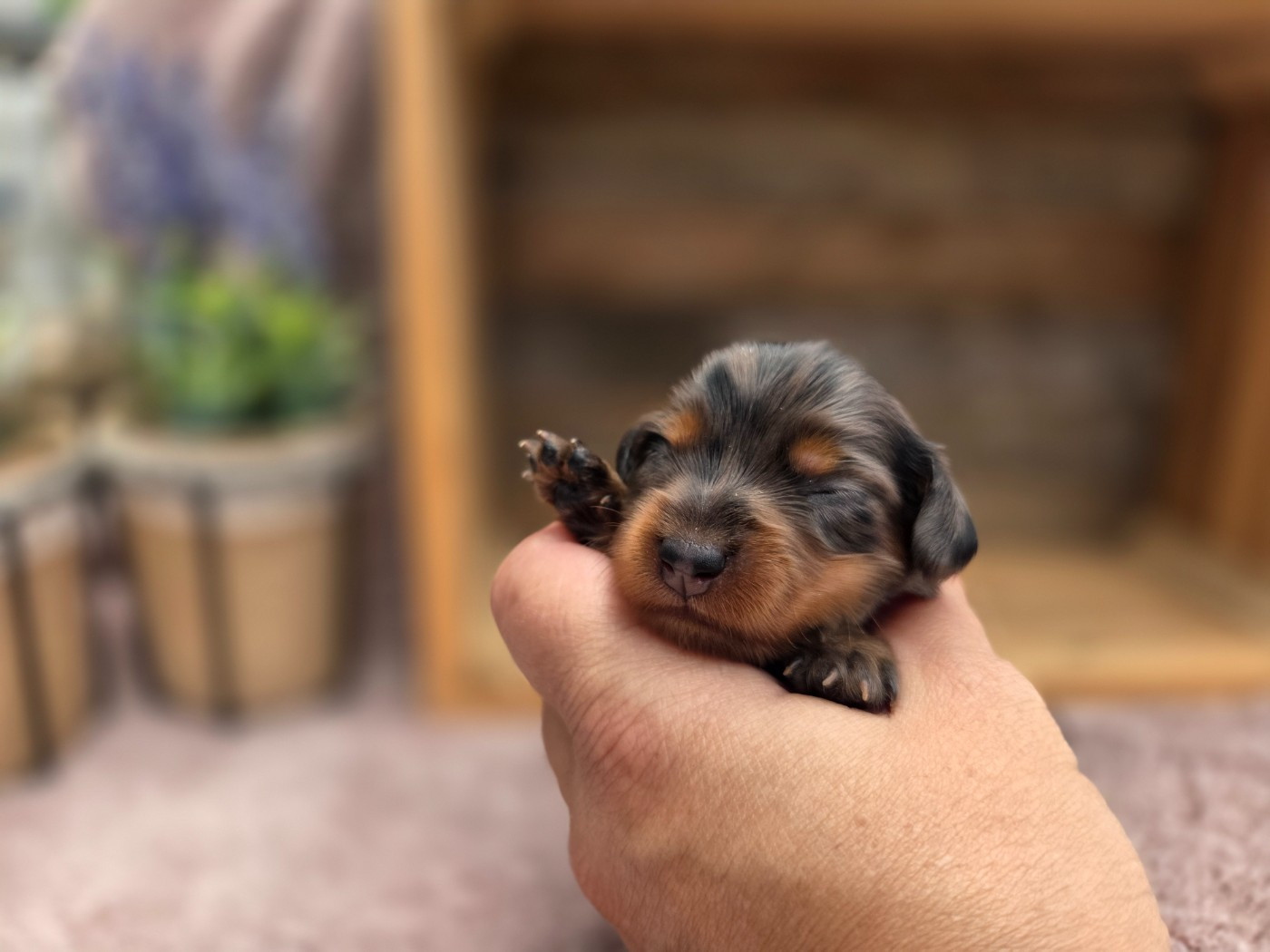 Des Narcisses Du Royaume D'egypte - Chiots disponibles - Teckel poil long