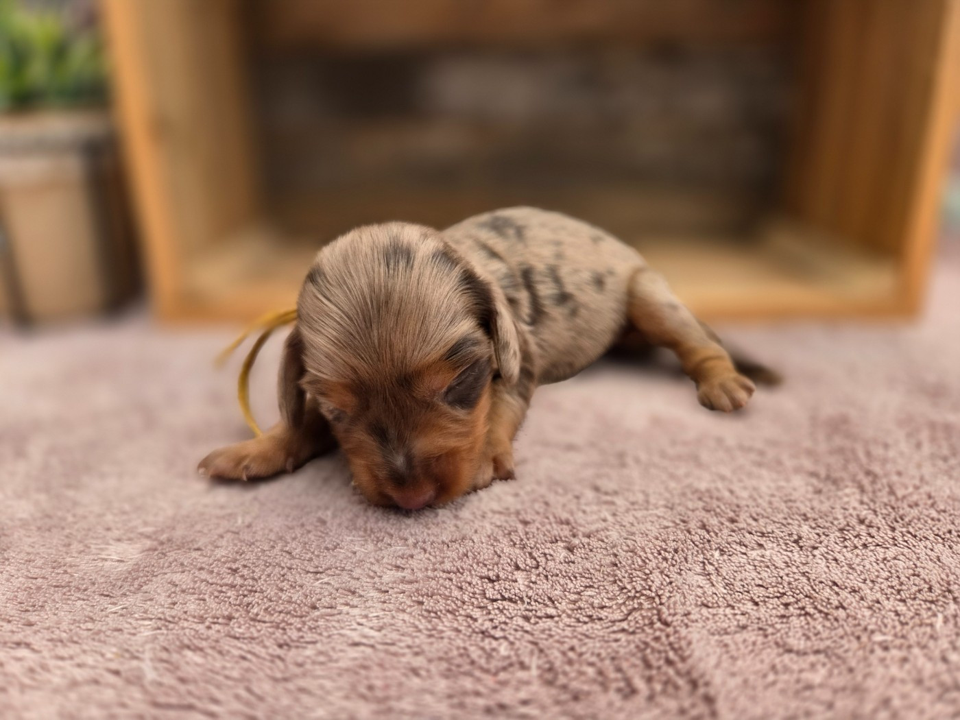 Des Narcisses Du Royaume D'egypte - Chiots disponibles - Teckel poil long