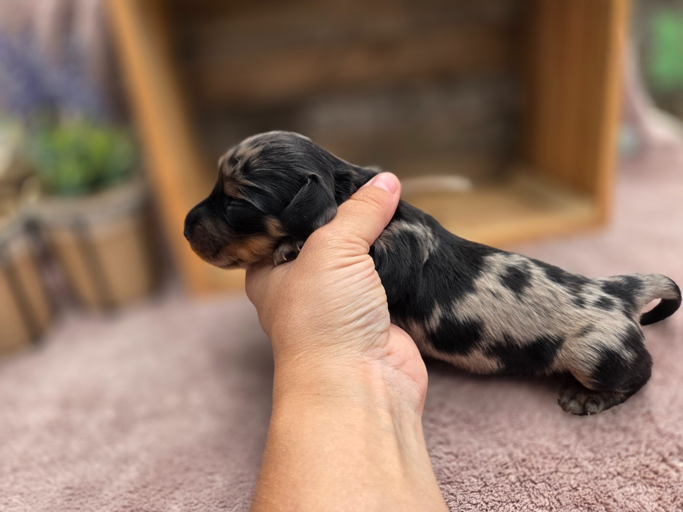 Des Narcisses Du Royaume D'egypte - Chiots disponibles - Teckel poil long