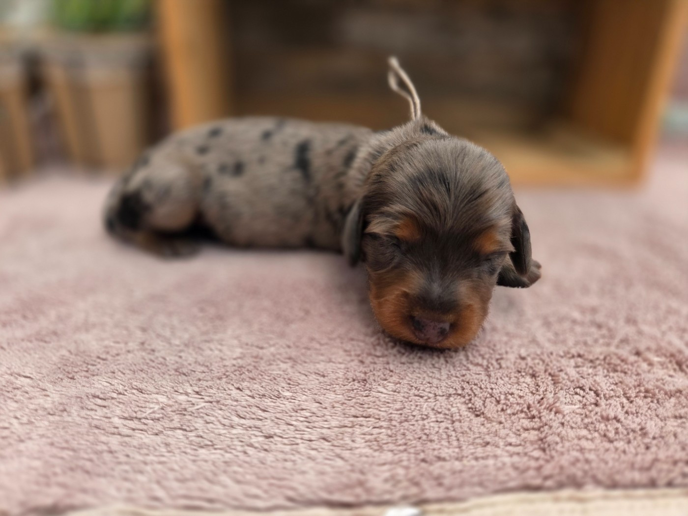 Des Narcisses Du Royaume D'egypte - Chiots disponibles - Teckel poil long