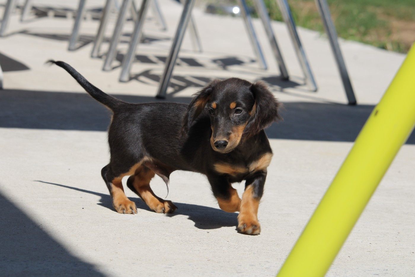 Des Narcisses Du Royaume D'egypte - Chiots disponibles - Teckel poil long