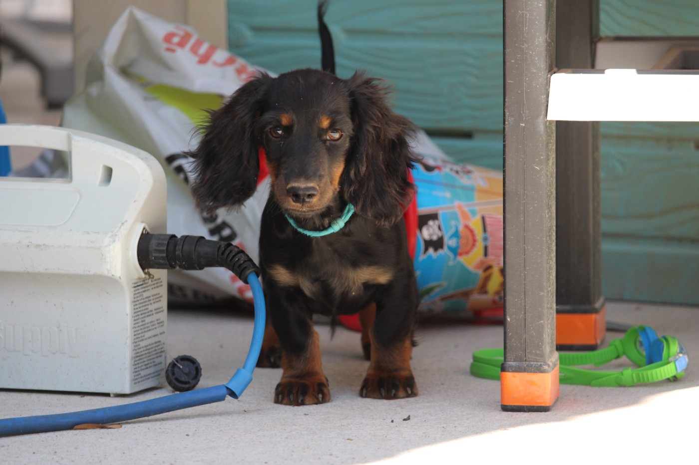 Des Narcisses Du Royaume D'egypte - Chiots disponibles - Teckel poil long