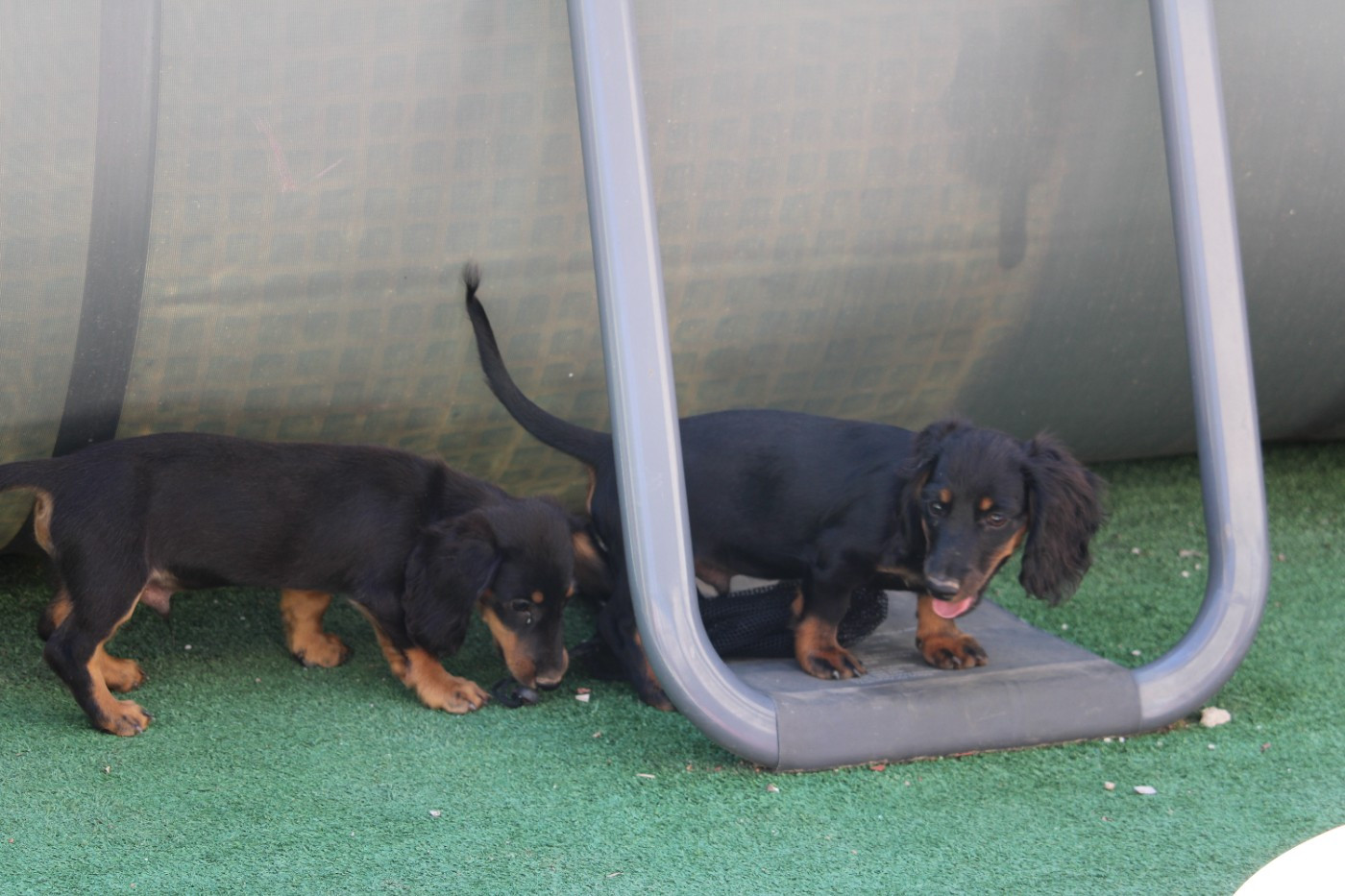 Chiot Teckel poil long Des Narcisses Du Royaume D'egypte