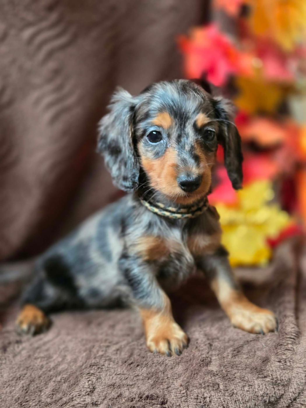Des Narcisses Du Royaume D'egypte - Chiots disponibles - Teckel poil long