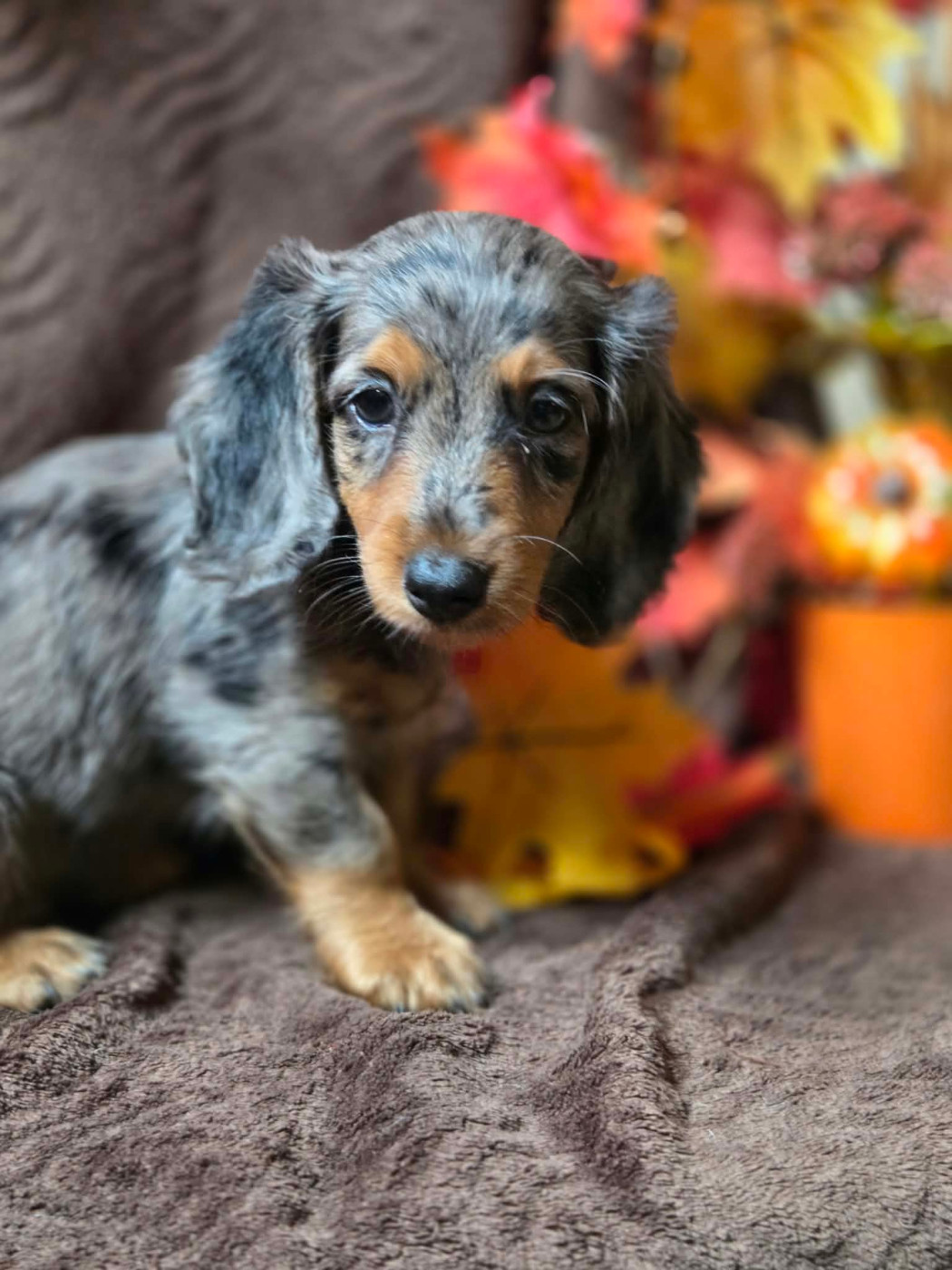Des Narcisses Du Royaume D'egypte - Chiots disponibles - Teckel poil long