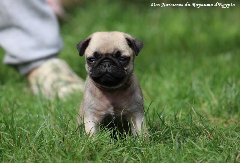 Des Narcisses Du Royaume D'egypte - Chiots disponibles - Carlin